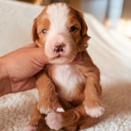 Girl 6 - female Bernedoodle puppy in Gilbert, Arizona from 5280 Bernedoodles