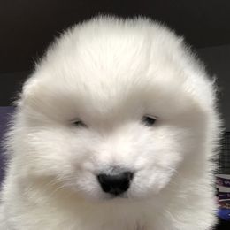 Samoyed Puppies from HaleStorm Samoyeds