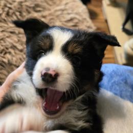 Oliver - Black tri male Toy Australian Shepherd puppy in Windom, Texas from Wild Farm Puppies