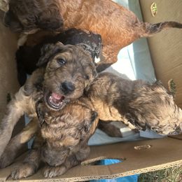 Goldendoodle Puppies from David's Doodles