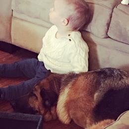 German Shepherd Puppies from Central Coast German Shepherds