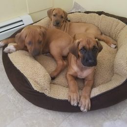 Rhodesian Ridgeback Puppies from Lyonnese Rhodesian RIDGEBACKS