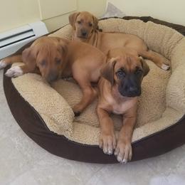 Rhodesian Ridgeback Puppies from Lyonnese Rhodesian RIDGEBACKS