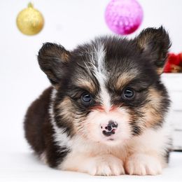Rune - Black and tan male Pembroke Welsh Corgi puppy in San Antonio, Texas from Moxxi's Legacy Corgis