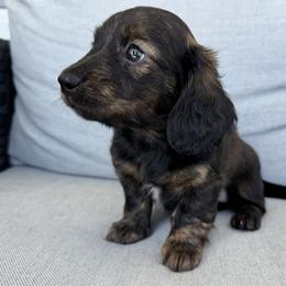 Girl 4 - Brindle female Dachshund puppy in Allenhurst, Georgia from B’s Dapper Dachshunds