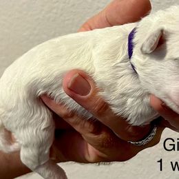 Bichon Frise Puppies from Sissy’s Heavenly Paws