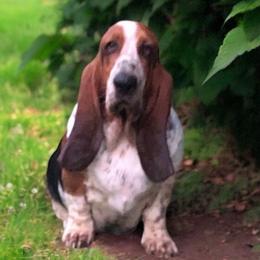 Leilow - Basset Hound