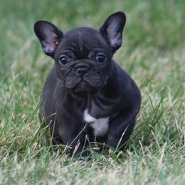 American Bulldog, French Bulldog, and Shorty Bull Puppies from Bingham's Bulldogs LLC