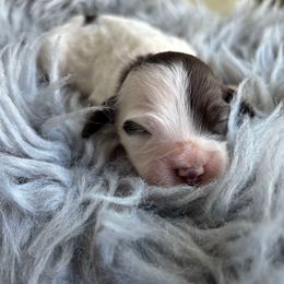 Sundae - Brown and tan female Cockapoo puppy in Tampa, Florida from Designer Puppy Boutique