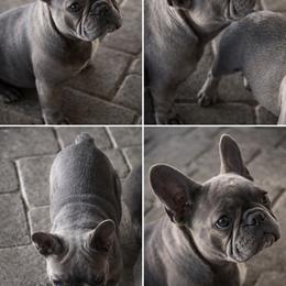Boy1 - Blue male French Bulldog puppy in Riverside, California from Poodles and Frenchies