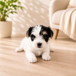 Mira - Piebald female Morkie puppy in Tampa Bay, Florida from Woodpecker Ridge Pups