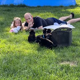 German Shepherd Puppies from Gems German Shepherd Dog Puppies