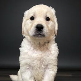 Onix - Grey - Golden male Golden Retriever puppy in Salt Lake City, Utah from Soaring golden retrievers
