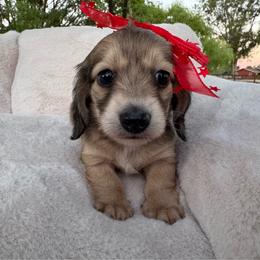 Sparkler - Cream female Dachshund puppy in Ontario, Oregon from Get A Long Little Doggie