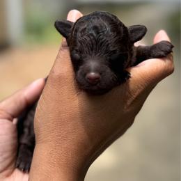 St. Louis - Chocolate male Yorkipoo puppy in Waldorf, Maryland from Luv My Yorkies, LLC