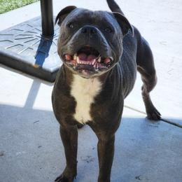 Fizzy Pop - Blue male Staffordshire Bull Terrier puppy in Dallas, Texas from Wild Blue Staffords