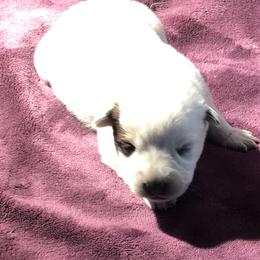 65-04 - Red speckled female Australian Cattle Dog puppy in Sheridan, Oregon from 6pk Cattledogs
