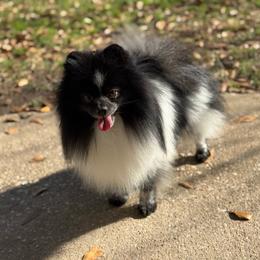 DOMINO - Black parti male Pomeranian puppy in Willis, Texas from Treasured Jewels Pomeranians