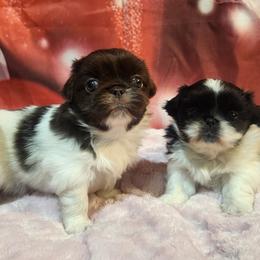 Pekingese, Poodle, and Shih Tzu Puppies from Happy puppies