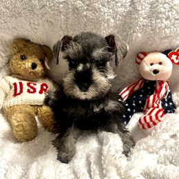 Miniature Schnauzer Puppies from Texas Schnauzers