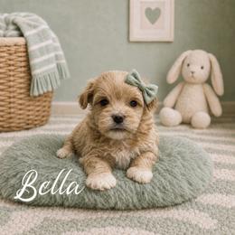 Bella - Red female Maltipoo puppy in Bowling Green, Kentucky from Denise Clark