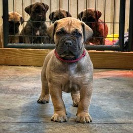 Maroon Male - Reddish brown male Boerboel puppy in Manitowoc, Wisconsin from Mae Boerboel