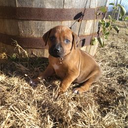 Bandit - Rd whtn blk nose male Rhodesian Ridgeback puppy in Carney, Oklahoma from River Run Parson Russell terriers & River Run Ridgebacks