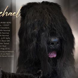 Michael - Black Russian Terrier