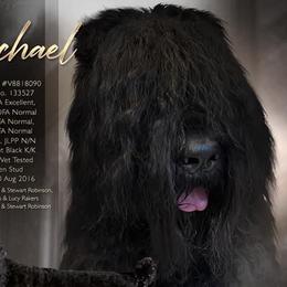 Michael - Black Russian Terrier