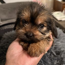 Puppy Male 1 Bruno - Black and tan male Shorkie puppy in Albemarle, North Carolina from Wilson Kennel