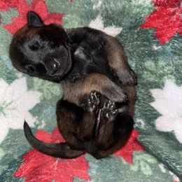 Gray Collar - Fawn sable male Belgian Malinois puppy in Trenton, Georgia from Laeknir K9