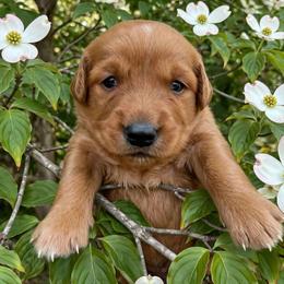 Dogwood - Dark golden male Golden Retriever puppy in Wendell, Minnesota from Floden Farm Golden Retrievers