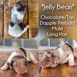 Jelly Bean - Dapple male Dachshund puppy in London, Kentucky from Steele Half Acre Homestead