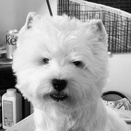 Frank - West Highland White Terrier
