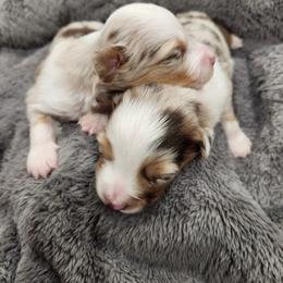 Miniature Australian Shepherd Puppies from Sunshine Mini Aussies