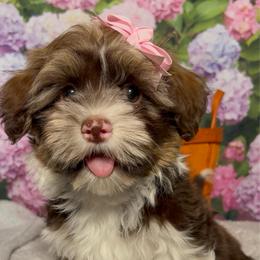Esther - Chocolate female Havanese puppy in Clermont, Florida from Country Sweet Havanese and Creative Coaching