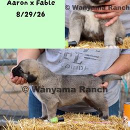 Girl 2 - Fawn female Anatolian Shepherd Dog puppy in Fort Collins, Colorado from Wanyama Ranch Anatolians