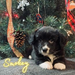 Lucien - American Corgi puppy from Weatherby’s Corgis