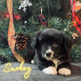 Lucien - American Corgi puppy from Weatherby’s Corgis