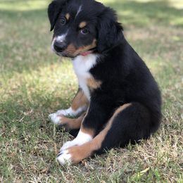 Australian Shepherd Puppies from Mika’s Aussies
