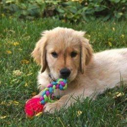 Golden Retrievers from Misty Maples Goldens