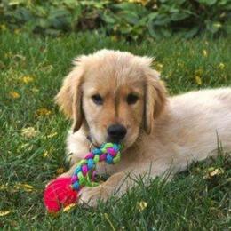 Golden Retrievers from Misty Maples Goldens