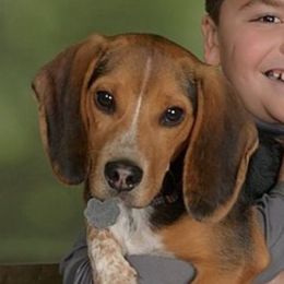 Zooka - Beagle