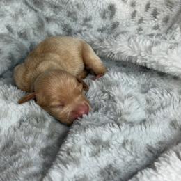 Maddie - Cream female Dachshund puppy in Lake City, Florida from My Ditzy Doxies of Florida