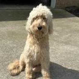 Scout - Goldendoodle