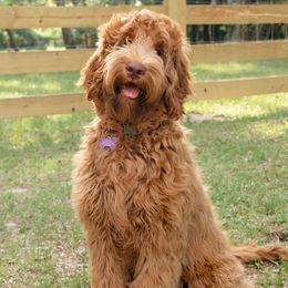 Lola - Australian Labradoodle