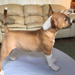 Miniature Bull Terrier Puppies from Hellion MBTs
