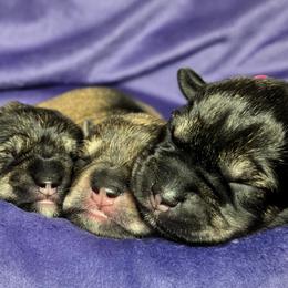Rose - Salt and pepper female Miniature Schnauzer puppy in Coarsegold, California from Halo Schnauzer