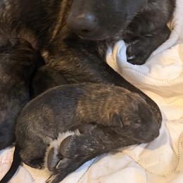 Dutch Shepherd puppies from Tennessee Dutch Shepherd