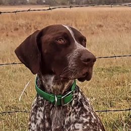 German Shorthaired Pointers from Anderson's GSPs